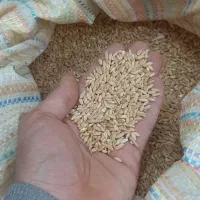 گندم