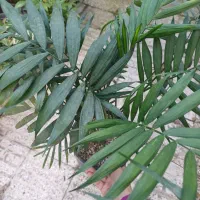 برگ انجیری|گل و گیاه طبیعی|بندر انزلی, کوی واحدی|دیوار