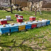 فروش کلنی زنبور