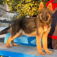 سگ ژرمن شپرد ماده چهار ماه اصیل بلکفیس فی ۱۷ م ت