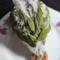 یک عدد جوجه گرینچیک اناناسی دبل اکستریم رد سرلاکی