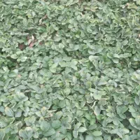 نهال کاماروس سابرینا|گل و گیاه طبیعی|خان ببین, |دیوار