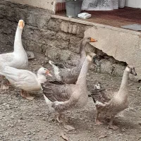۴عددغازکاملاسرحال