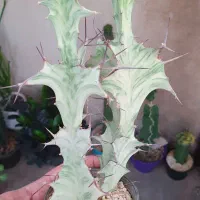 گیاه کاکتوس افوربیا|گل و گیاه طبیعی|تهران, ائمه اطهار|دیوار