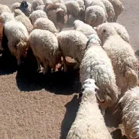 بره امسال سالم و درجه یک