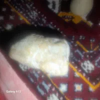 گوهر شب چراع طبیعی