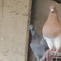 سه عدد کبوتر   کله زرد طوقی  یال    همگی نر