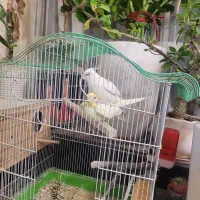 عروس هلندی تک خال|پرنده|تهران, سازمان برنامه جنوبی|دیوار