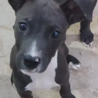 پیتبول تریر