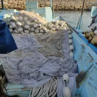 جلی بفروش میرسد در حد نو