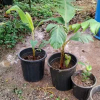 نهال درخت موز