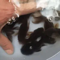 گلدفیش بوفالو|ماهی|سنگر, |دیوار