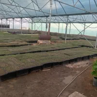 نشاء گوجه و فلفل سبز ،فلفل دلمه ،بادمجان ،