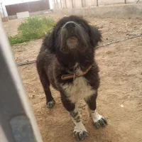 یک عدد سگ قدرجونی