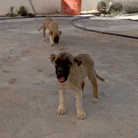 توله سگ بومی خوش رنگ|سگ|شهرضا, |دیوار