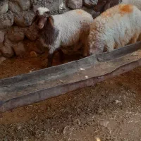 میش فروش