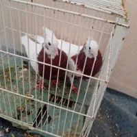 طوقی|پرنده|سبزوار, رباط|دیوار