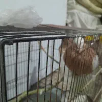 کفتر