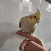 عروس هلندی دست اموز