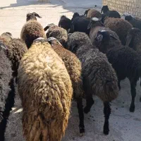 25راس بره شالی|حیوانات مزرعه|کرج, شهرک فرهنگیان|دیوار