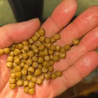 خوراک ماهی