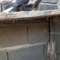 کفتر  کشکی سینه|پرنده|شیراز, بید زرد|دیوار