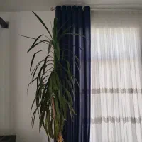 درختچه یوگا|گل و گیاه طبیعی|کرمانشاه, |دیوار