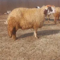 دوراس میش سنجابی بهمراه یک قوچ اصیل سنجابی