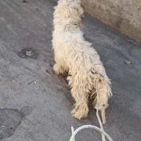پاکوتاه