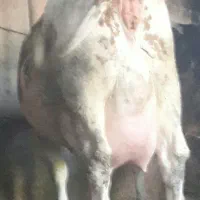 سیمنتال اصیل