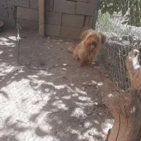 پا کوتاه