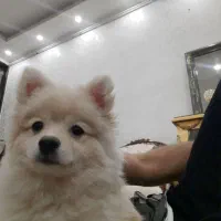 سگ پامر نر ۵ماهه|سگ|ساوه, |دیوار