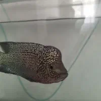 فلاور