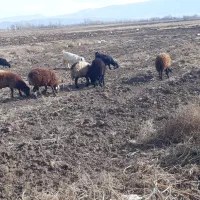 بره نر و ماده|حیوانات مزرعه|هیر, |دیوار