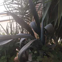 تموم گلها حراج واقعی|گل و گیاه طبیعی|فولادشهر, مسکن مهر فولادشهر|دیوار