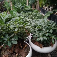 هدیه ی روز مادر رسید|گل و گیاه طبیعی|نیشابور, شهرک ولیعصر|دیوار