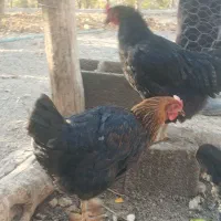 مرغ محلی کرچ شو|حیوانات مزرعه|رودهن, |دیوار