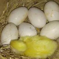 قو غاز سفید