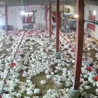 نیازمند کارگر برای مرغداری گوشتی