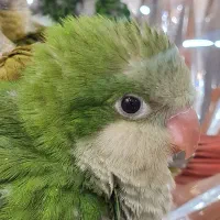 راهب ، جوجه راهب ، طوطی