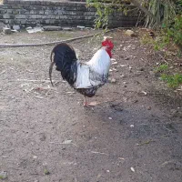 خروس محلی گلپایگان