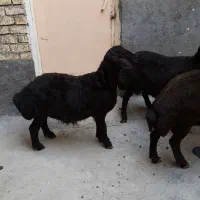 بره نر قزل لخت