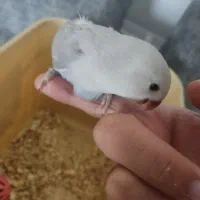 جوجه طوطی کوتوله سرلاکی|پرنده|زرند, |دیوار