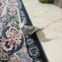 جوجه عروس هلندی