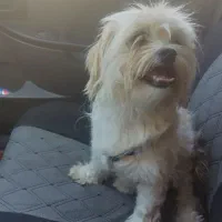 سگ گمشده شیتزو ماده