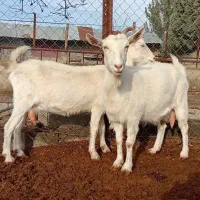 بز سانن|حیوانات مزرعه|هشتگرد, تهران دشت|دیوار