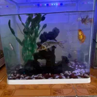 اکواریم در حد نو