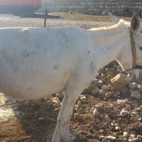 خر سفید و خو ش رنگ|حیوانات مزرعه|سیروان, |دیوار