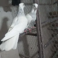 طوقی ابری جفت نر