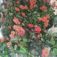 گل برگ قاشقی